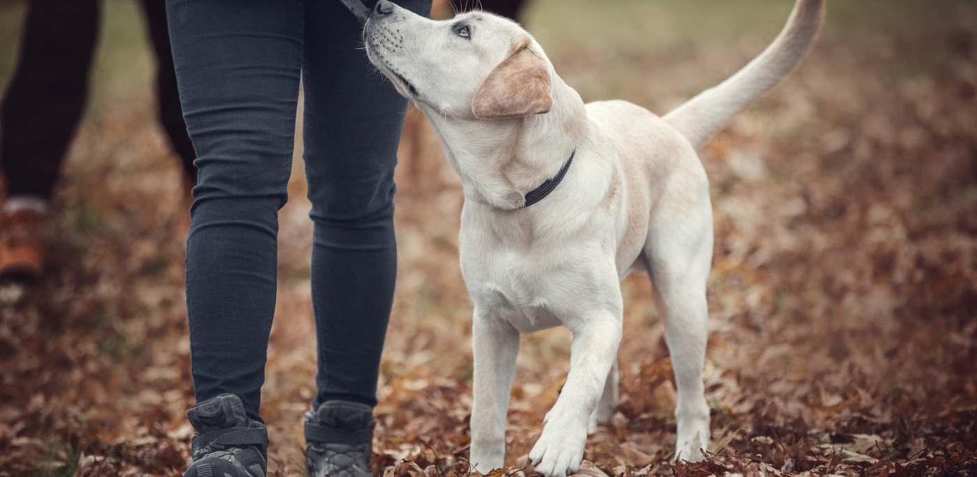 Privatstunde Hund Zürich